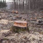 Brasil na contramão do mundo