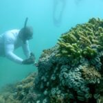 Créditos: WWF-Brasil